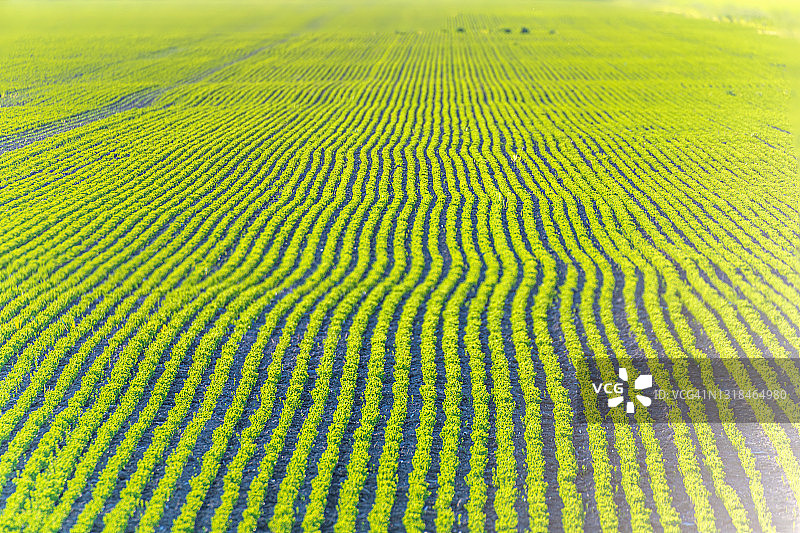 农田上成排的小植物图片素材