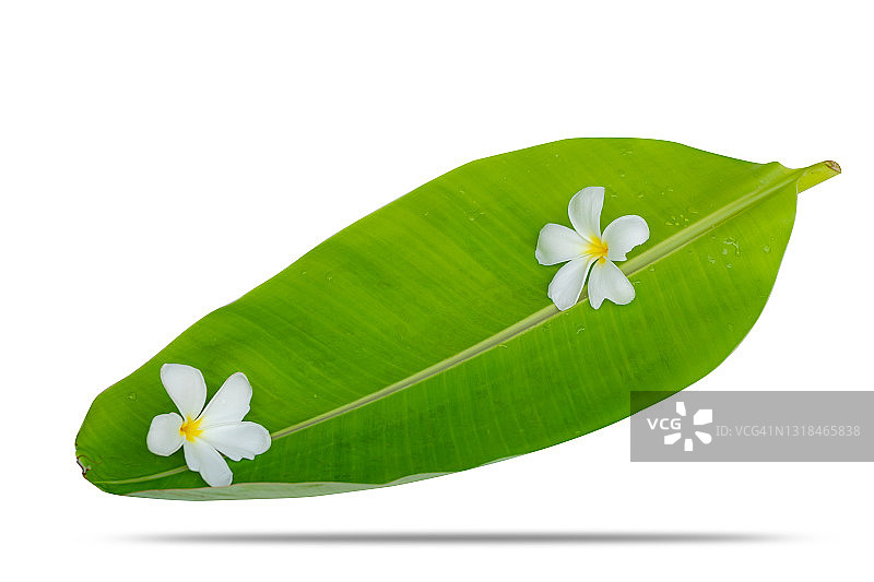绿香蕉叶上的鸡蛋花，水疗概念图片素材