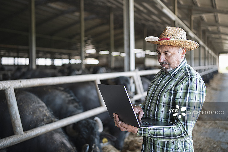 农民在养牛场使用笔记本电脑图片素材