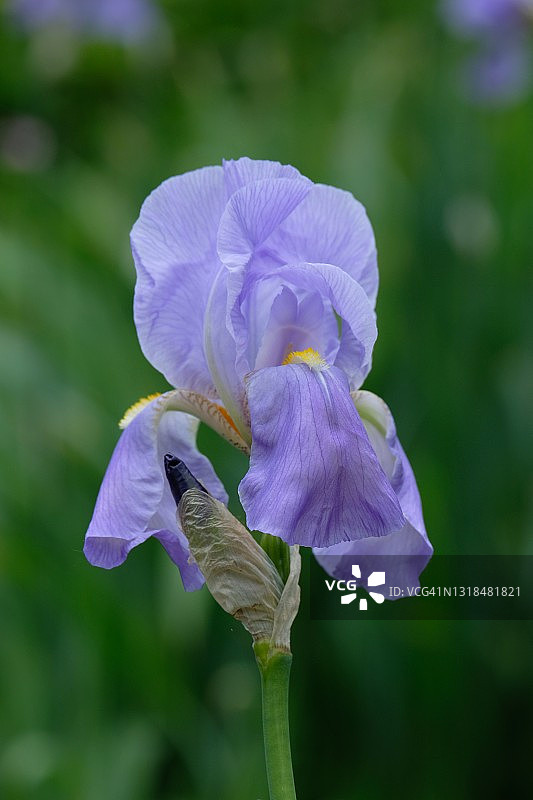 绿色背景上的鸢尾花图片素材