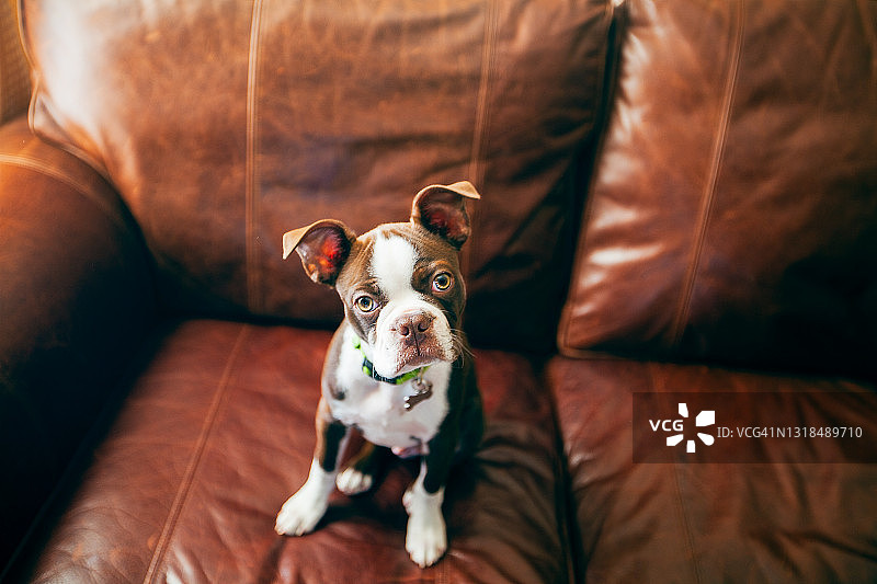 坐在沙发上的波士顿梗犬幼犬图片素材