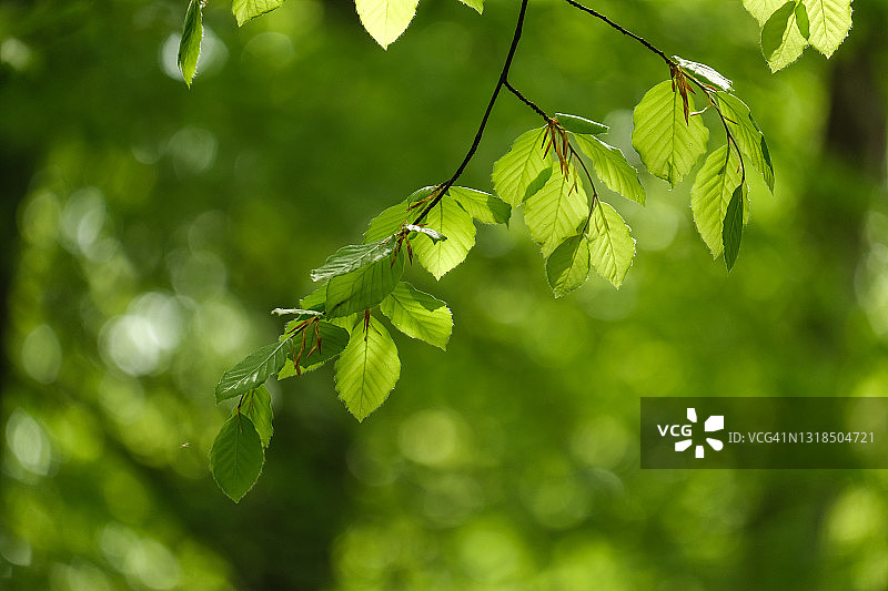 阳光下山毛榉树枝特写图片素材