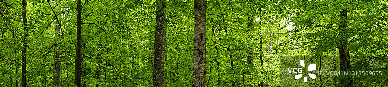 阳光明媚的春天茂密的山毛榉森林全景图片素材