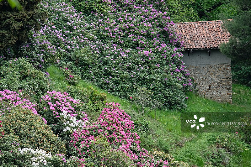 林中盛开的春季杜鹃花与房屋图片素材