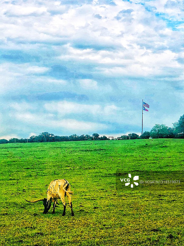 德克萨斯州牧场和长角牛图片素材