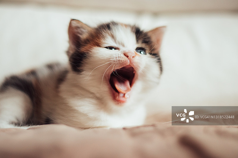 打呵欠的小猫图片素材