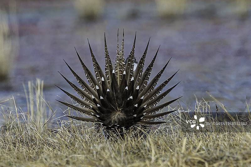 大艾草松鸡图片素材