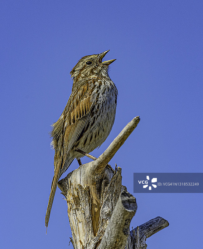 北美歌雀：一种常见且多变的麻雀图片素材