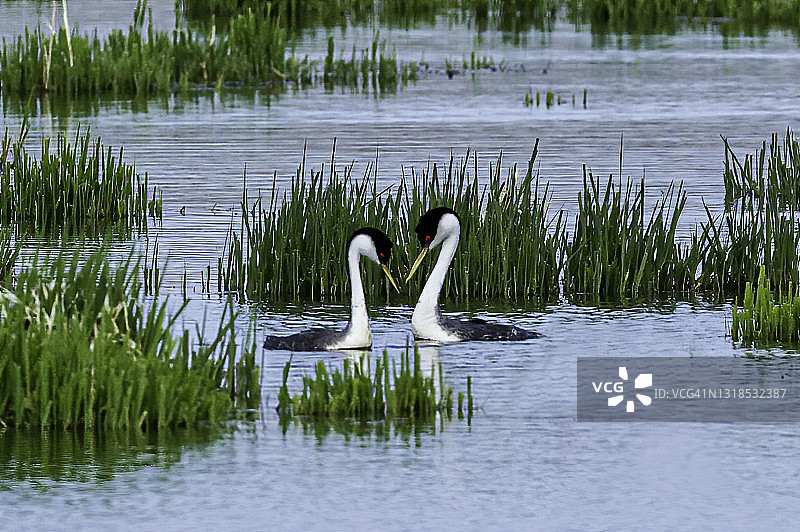 西部鸊鷉，马卢尔国家野生动物保护区，俄勒冈州，求偶展示图片素材