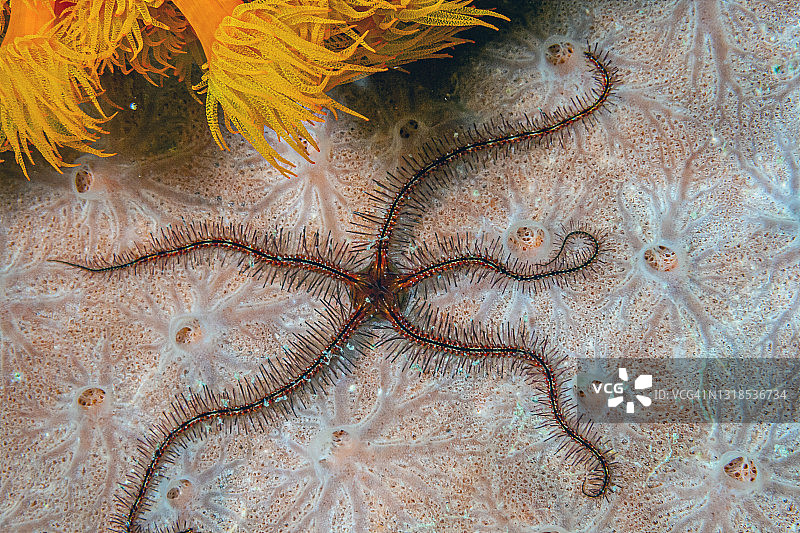 夜间的海蛇尾图片素材