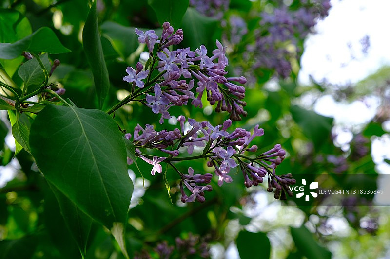 灌木丛上的丁香花图片素材