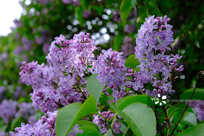 灌木丛上的丁香花图片素材