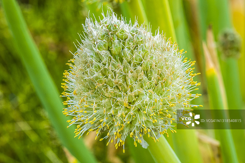 日本三重名张田野中盛开的葱花图片素材