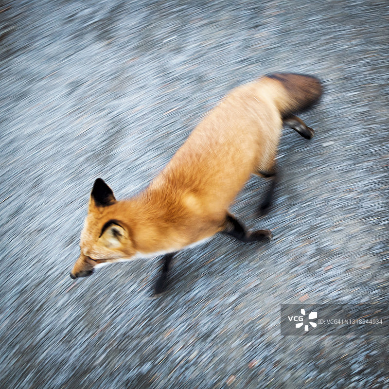 比克公园的狐狸图片素材