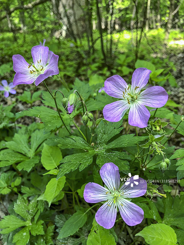野生老鹳草图片素材
