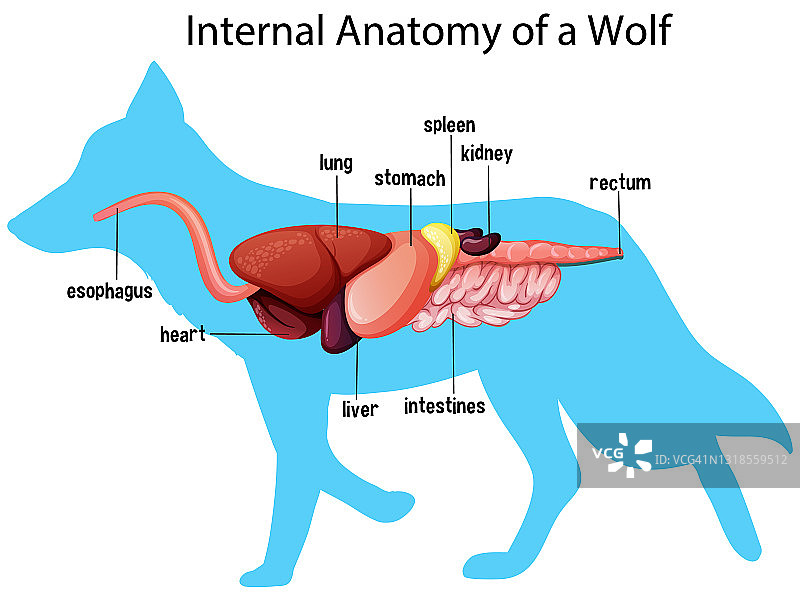 狼的内部解剖结构图片素材