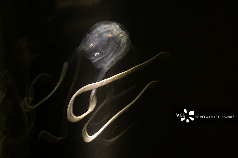 箱形水母图片素材