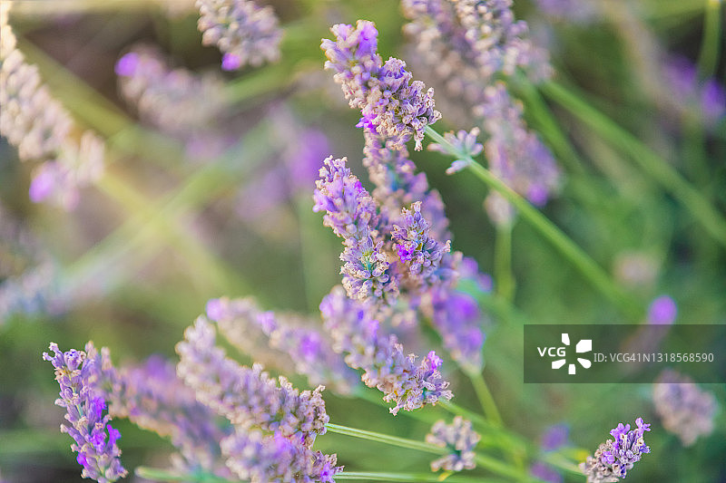 法国普罗旺斯瓦朗索勒的盛开天然薰衣草细节图片素材