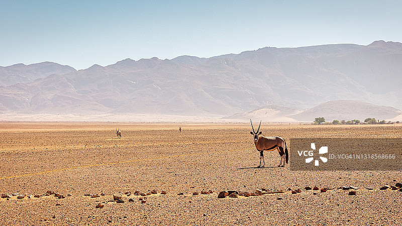 纳米比亚纳米布兰德自然保护区中的孤独羚羊图片素材