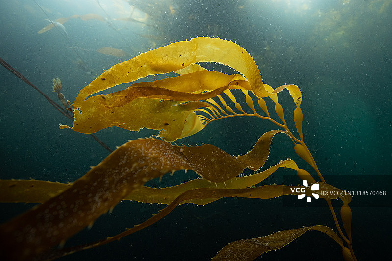 福克兰群岛的海带森林图片素材