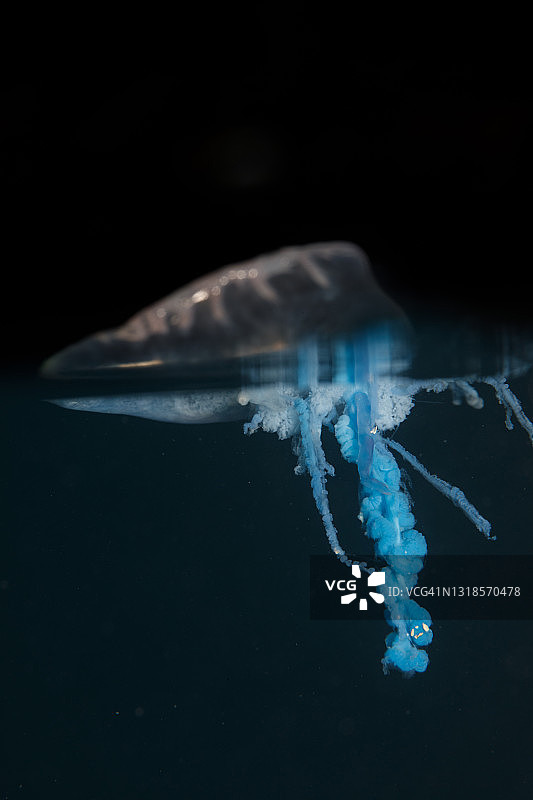 僧帽水母图片素材