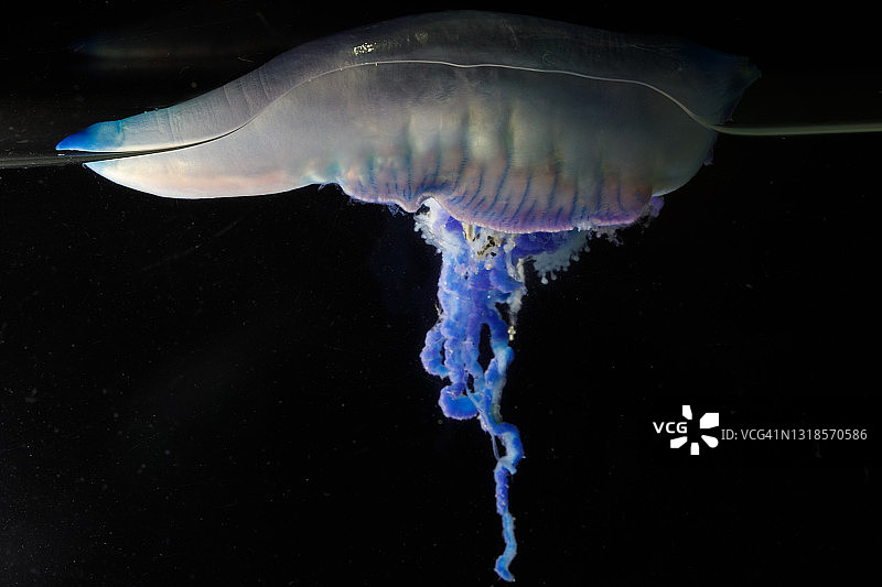 葡萄牙僧帽水母黑色背景图片素材