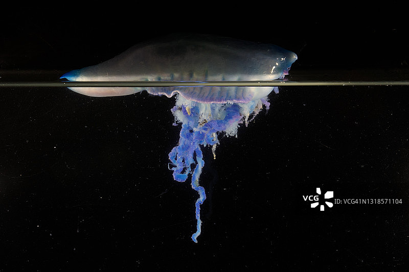 葡萄牙僧帽水母黑色背景图片素材