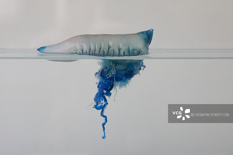 僧帽水母图片素材