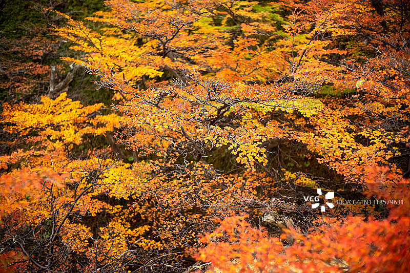 巴塔哥尼亚的秋天图片素材