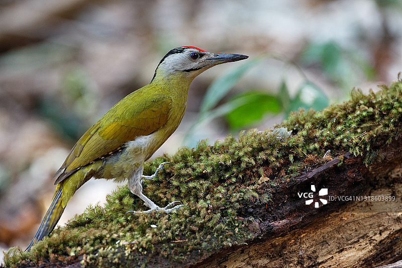 灰头绿啄木鸟图片素材