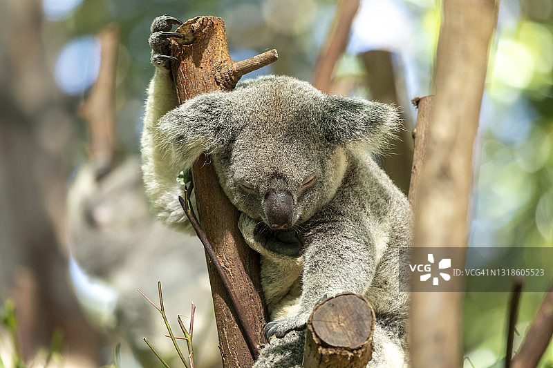 考拉在树上睡觉，澳大利亚图片素材