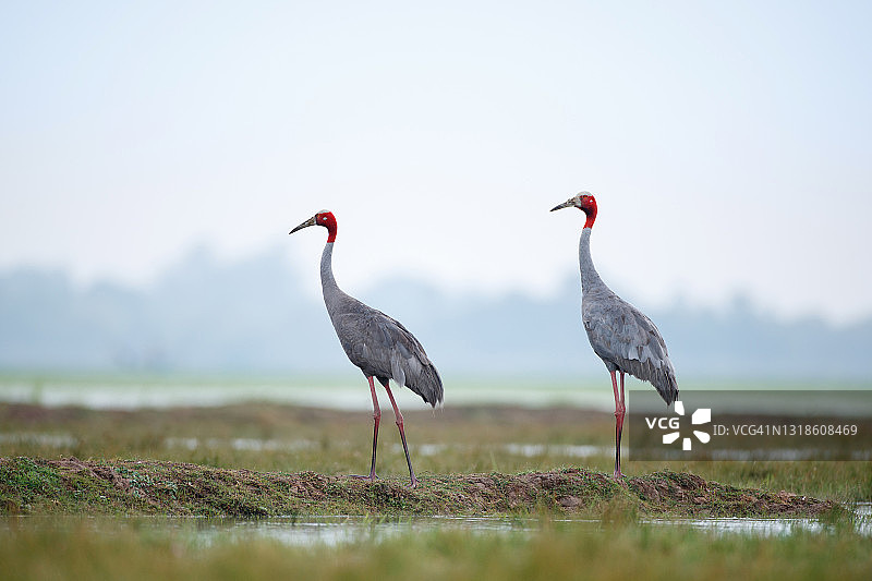 鸟：一对成年蓑羽鹤图片素材