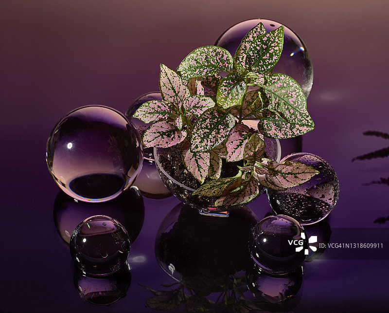 土壤中的植物与粉紫色水晶球图片素材