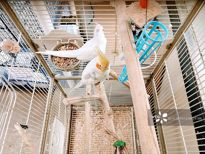 澳洲鹦鹉图片素材