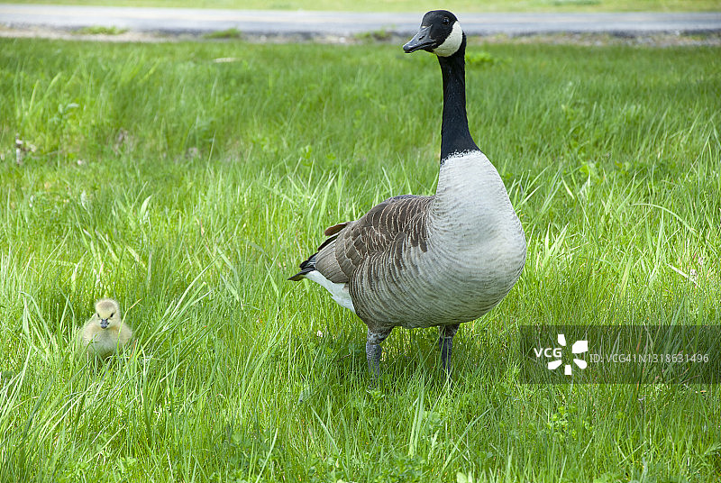 鹅妈妈和小鹅，加拿大渥太华安大略省图片素材