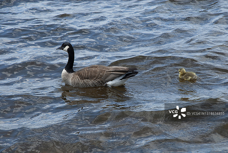 在加拿大渥太华河上的鹅妈妈和小鹅图片素材