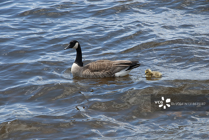 在加拿大渥太华河上的鹅妈妈和小鹅图片素材