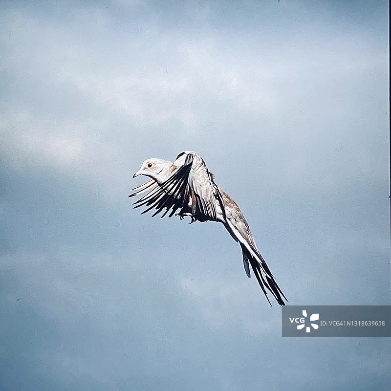 飞行中的钻石鸽子图片素材