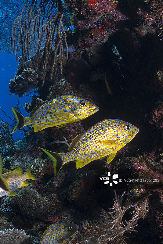 加勒比海的珊瑚礁图片素材