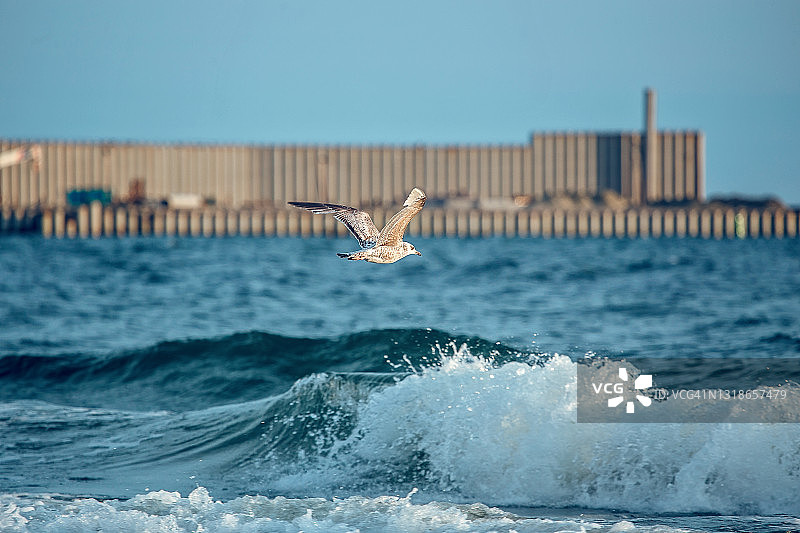 波罗的海海滩上的黑头鸥（俄罗斯）图片素材