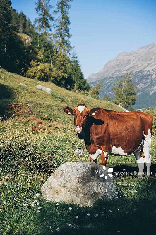 在圣莫里茨附近山区吃草的带铃铛的瑞士奶牛图片素材