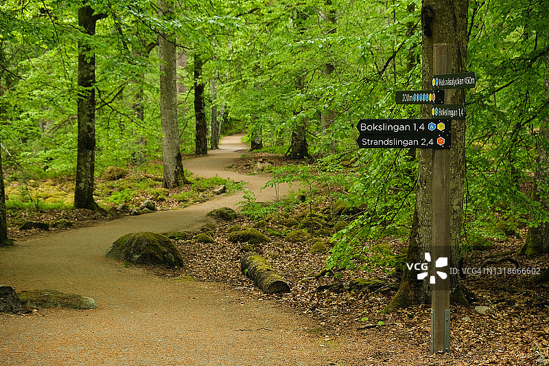 山毛榉森林中的小路，设有春季远足径路标图片素材