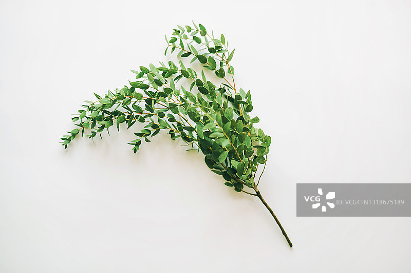 白色背景上的桉树绿色树枝图片素材