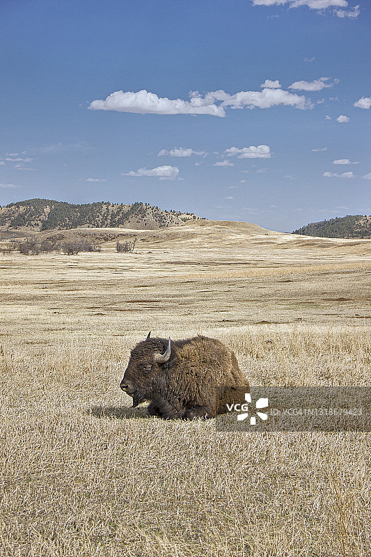 美国恶地国家公园草原上小憩的美洲野牛图片素材