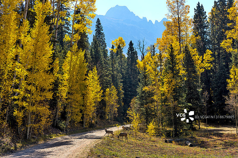 秋季山地森林：两只年幼的骡鹿穿梭于科罗拉多州Uncompahgre国家森林的崎岖山脉间图片素材