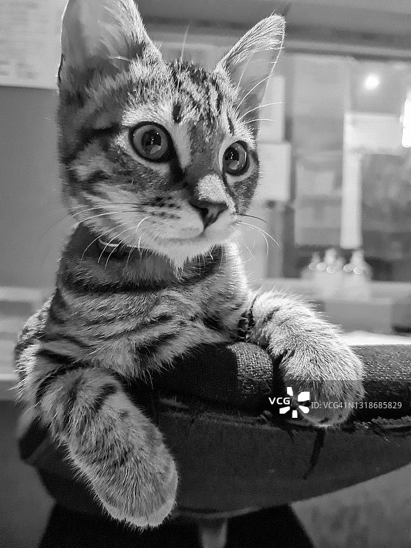 猫咪 1图片素材