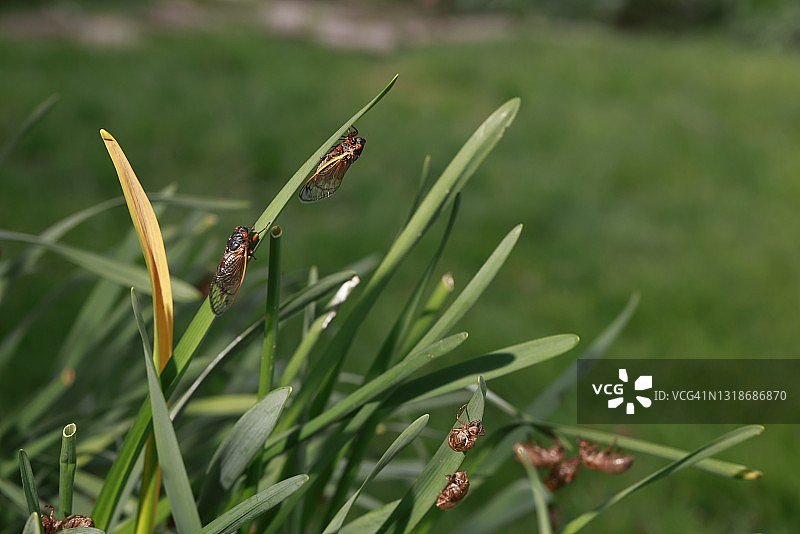 印第安纳布卢明顿，破土而出的蝉图片素材