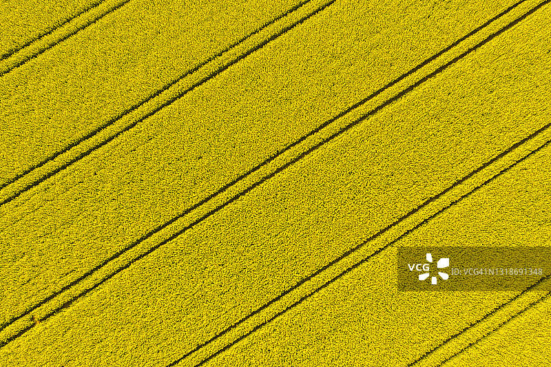 盛开的黄色油菜花田航拍图片素材