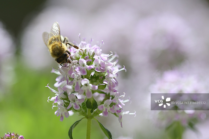 蜜蜂在薄荷花上图片素材