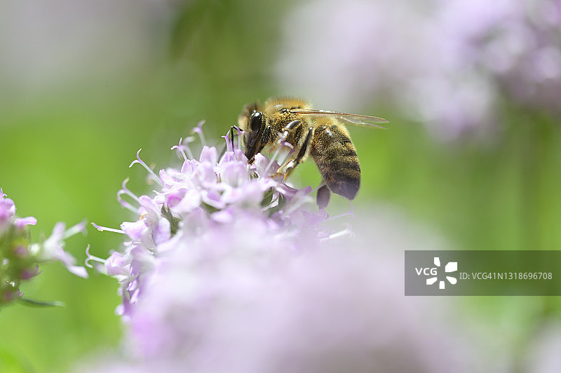 蜜蜂在薄荷花上图片素材